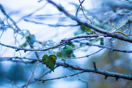 Branch of a tree with green leaves on a blurred background.の写真素材