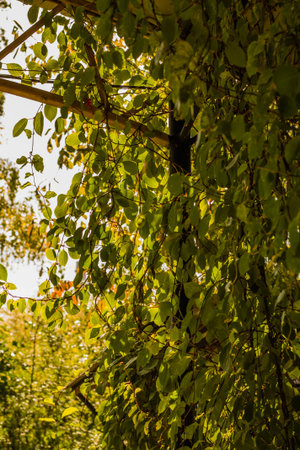 Green leaves of a tree in the forest on a sunny autumn dayの写真素材