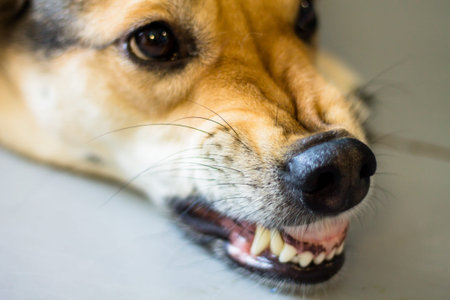 Close up of dog's teeth. Shallow depth of field.の写真素材