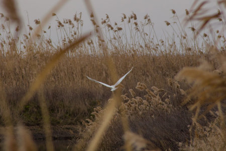 A white seagull flies over the reeds in autumn.の写真素材