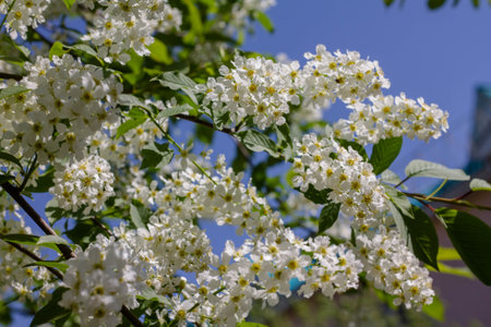 White flowers of bird cherry on a background of blue sky in springの写真素材