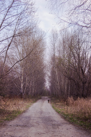 Dirt road in the forest in early spring. Landscape.