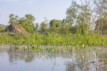 The reeds in the lake are reflected in the water surface.の写真素材