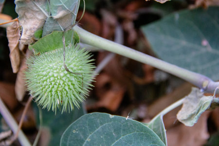 Datura stramonium,Gran Canaria,Spainの写真素材