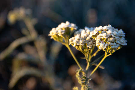 Close up of white yarrow flowers on a cold winter morning.の写真素材