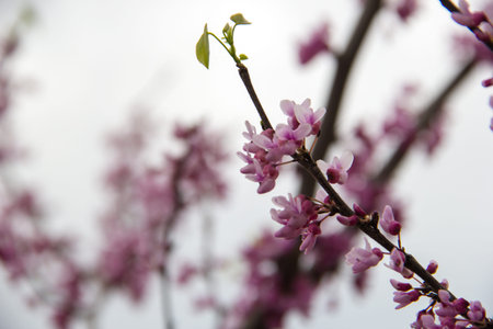 cherry blossom tree in spring with shallow depth of field.の写真素材