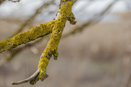 Close up of lichen on a branch of a tree in springの写真素材