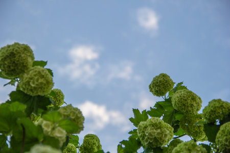 green flowers on a background of blue sky with clouds, summer nature