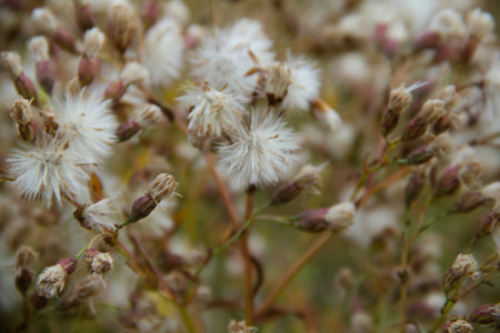 Dry flowers in the field. Selective focus. Shallow depth of field