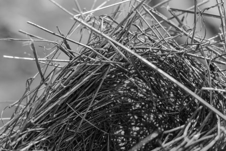 Black and white photo of a bird's nest made of twigs