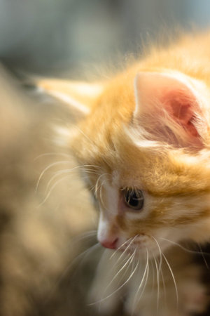 Cute ginger kitten looking at the camera. Shallow depth of field.