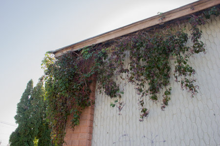 Ivy on the wall of the house in the city of Jerusalemの写真素材