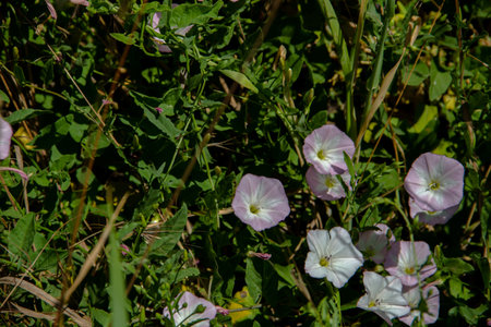 Morning glory flowers on the meadow. Morning Glory (Convolvulus arvensis). natural backgroundの写真素材