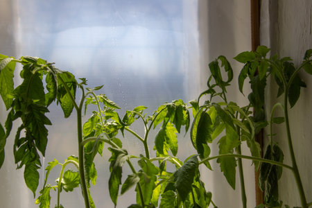 Tomato seedlings on the windowsill. The concept of growing vegetables.の写真素材