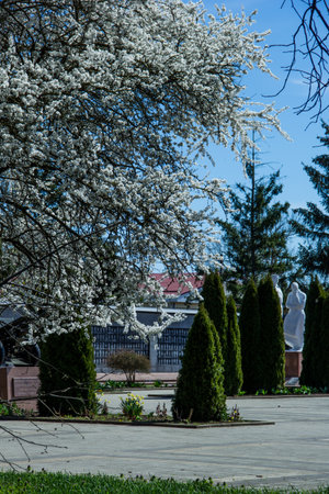 Blossoming cherry tree in the park on a spring dayの写真素材
