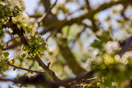 Blossoming branch of a tree with white flowers in spring.