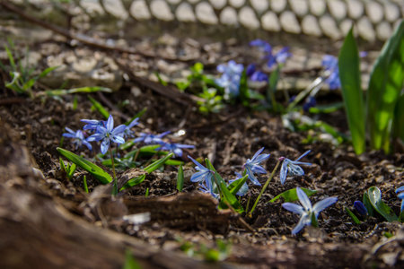 Blue spring flowers - Scilla siberica (Scilla siberica). a beautiful background with grass and...