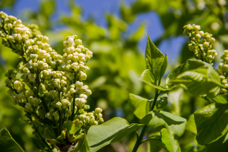 White lilac flowers on a branch on a background of blue skyの写真素材