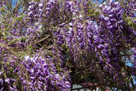 Purple wisteria flowers blooming on a sunny day.の写真素材