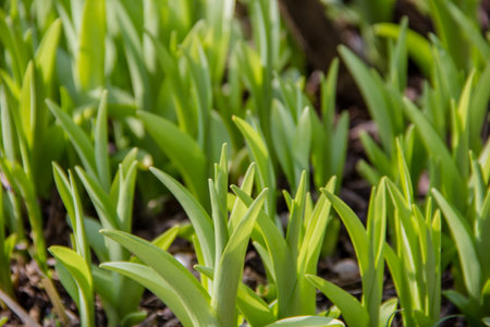 Close-up of small green tulips in the spring garden.