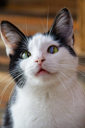 Portrait of a black and white cat with green eyes looking up