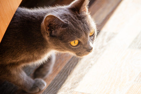 British Shorthair cat sitting on the floor. Selective focus.