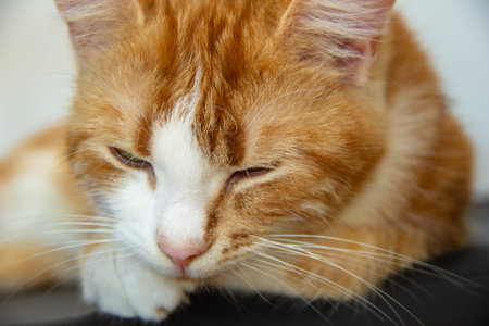 Red cat sleeping on the bed. Close-up. Shallow depth of field.