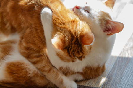 Two cats are sleeping together on the wooden floor in the sun.の写真素材