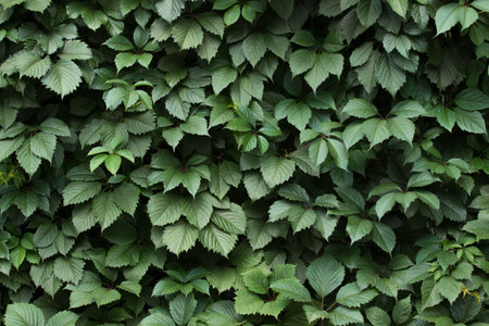 green leaf background