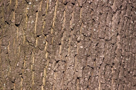 Tree Barkの写真素材