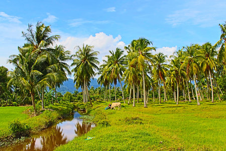 landscape view in malaysia