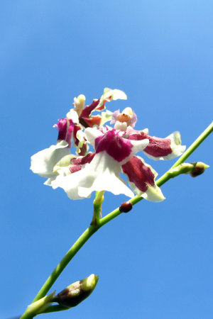 orchids in bloom 2.の写真素材