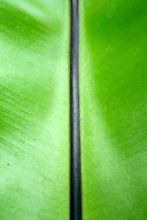    Large ferns                            の写真素材