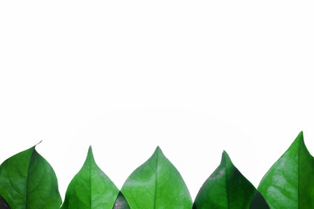 Green Leaves Backgroundの写真素材