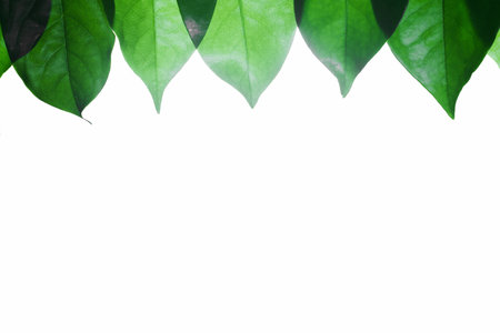 Green Leaves Background