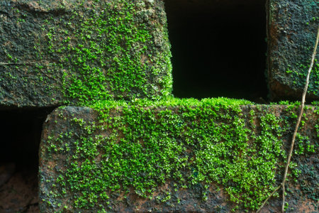 Nature moss on brick wallの写真素材