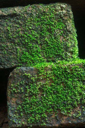Nature moss on brick wallの写真素材