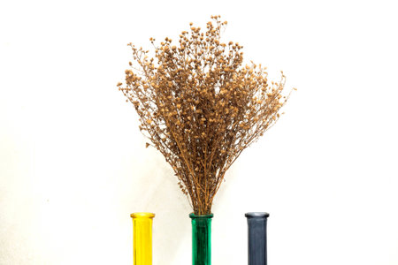 Dry flower in glass with white backgroundの写真素材