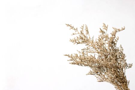Bouquet dry Caspia on white background,home decorの写真素材