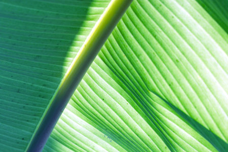 Pattern of green banana leaves which are tropical plants in nature background