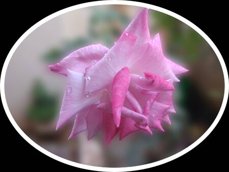 Pink rose flower with twinkling water dropsの写真素材