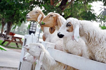 flock of sheep.の写真素材