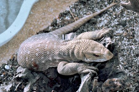 lizard on Log. ,lizard on tree.の写真素材