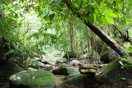 Morning at one of rapid mount Ledang