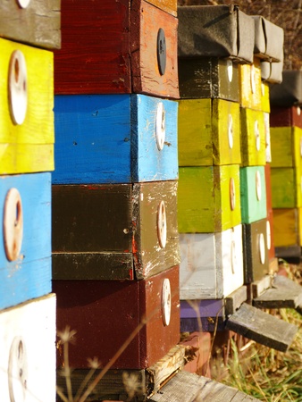 bee  hive の写真素材