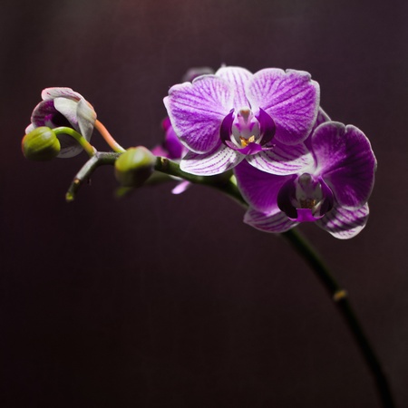 Shiny violet orchid on dark background の写真素材