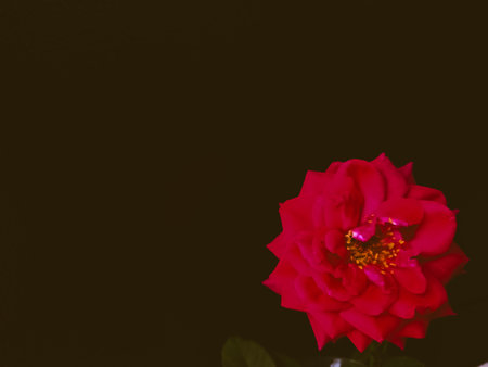 Red rose flower in black background