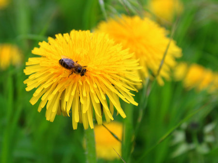 bee collecting nectar from a dandelion close-up