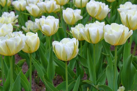 many white tulips in the parkの写真素材