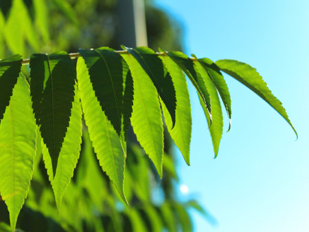 Tree leaves close-up blurred background
